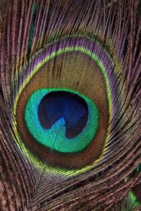 peacock-feather-vertical